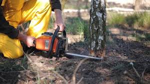 Best Tree Health Inspection  in Bridge City, TX