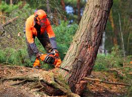 Best Tree Maintenance Programs  in Bridge City, TX