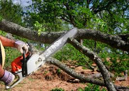 Best Tree Risk Assessment  in Bridge City, TX