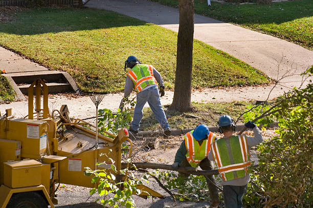 Best Landscape Design and Installation  in Bridge City, TX