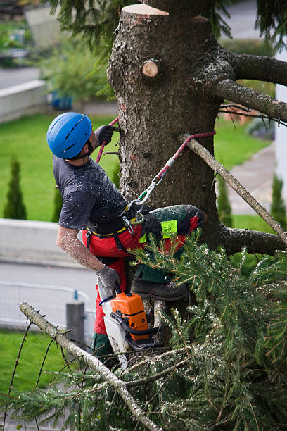 Best Tree and Shrub Care  in Bridge City, TX