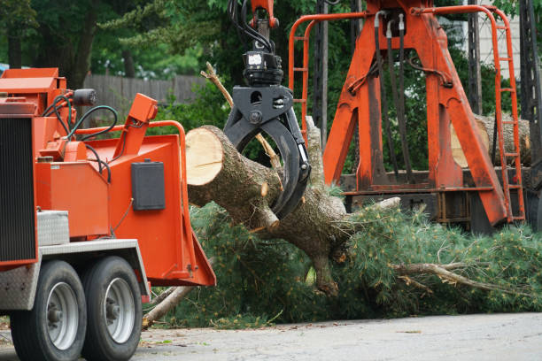 Best Tree Health Inspection  in Bridge City, TX