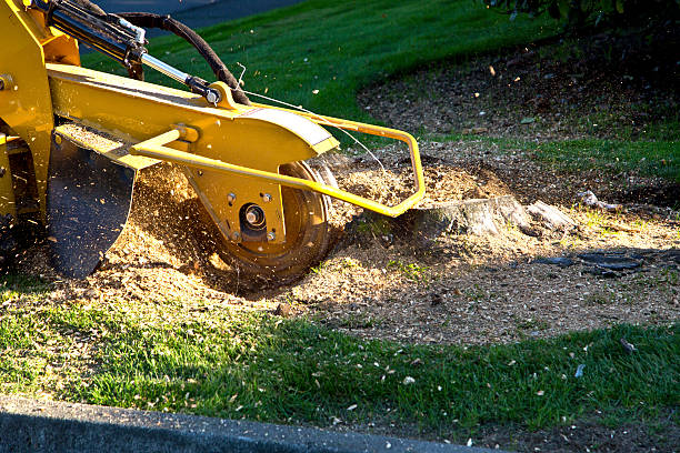 Professional Tree Removal in Bridge City, TX