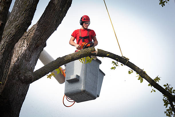 Best Leaf Removal  in Bridge City, TX