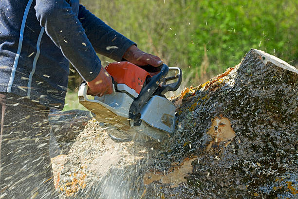 Best Aeration Services  in Bridge City, TX